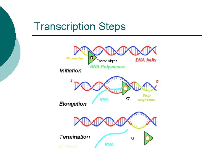 Transcription Steps 
