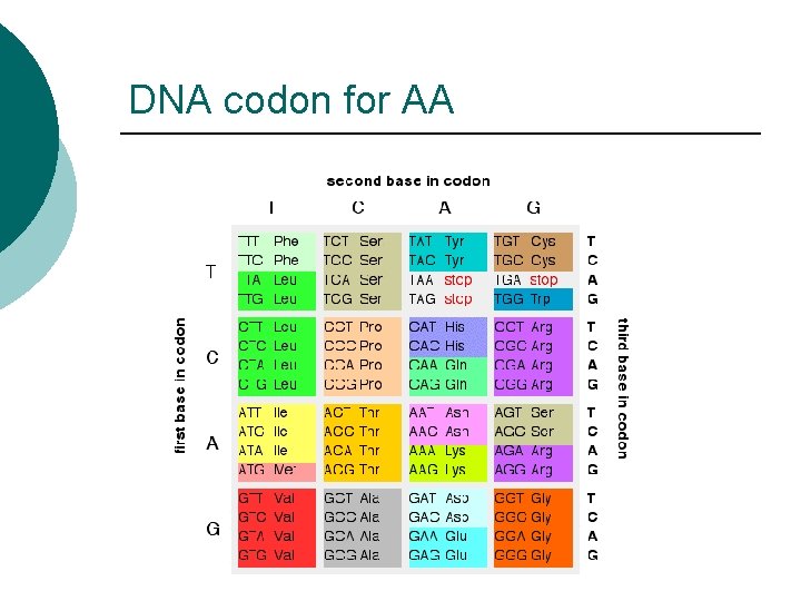 DNA codon for AA 