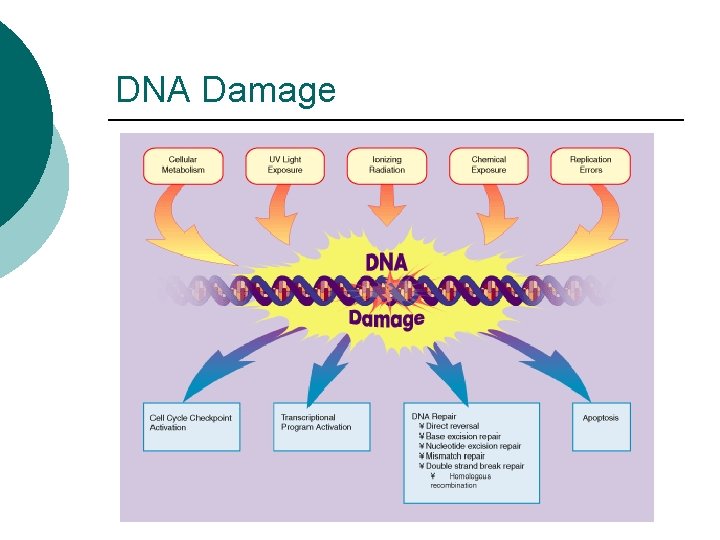 DNA Damage 
