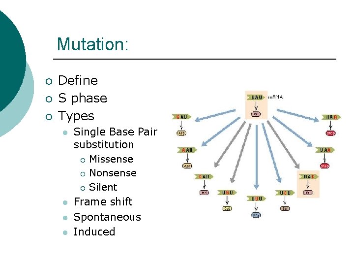 Mutation: ¡ ¡ ¡ Define S phase Types l l Single Base Pair substitution
