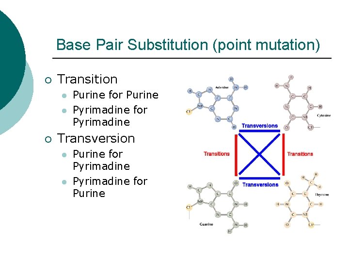 Base Pair Substitution (point mutation) ¡ Transition l l ¡ Purine for Purine Pyrimadine