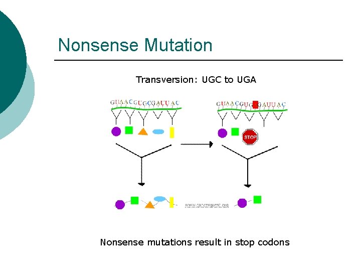 Nonsense Mutation Transversion: UGC to UGA Nonsense mutations result in stop codons 