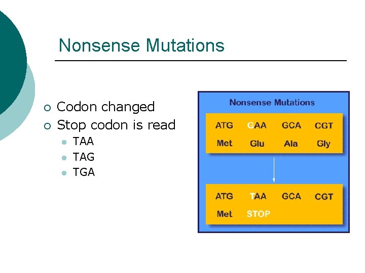 Nonsense Mutations ¡ ¡ Codon changed Stop codon is read l l l TAA