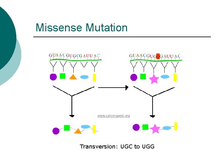 Missense Mutation Transversion: UGC to UGG 