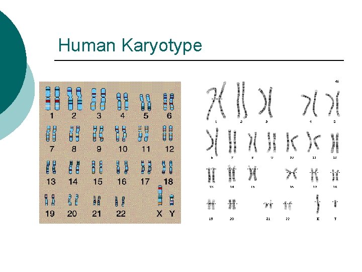 Human Karyotype 