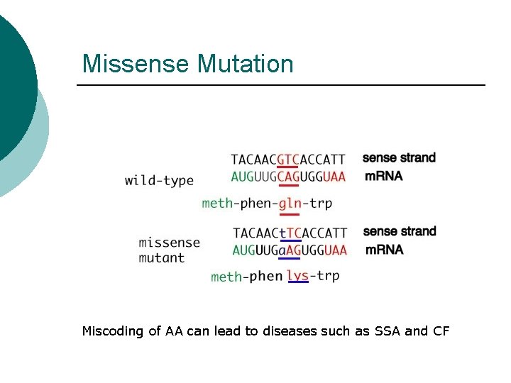 Missense Mutation Miscoding of AA can lead to diseases such as SSA and CF