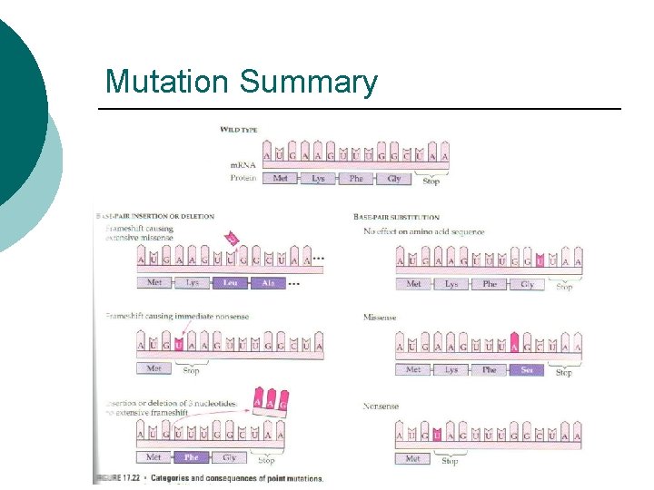 Mutation Summary 