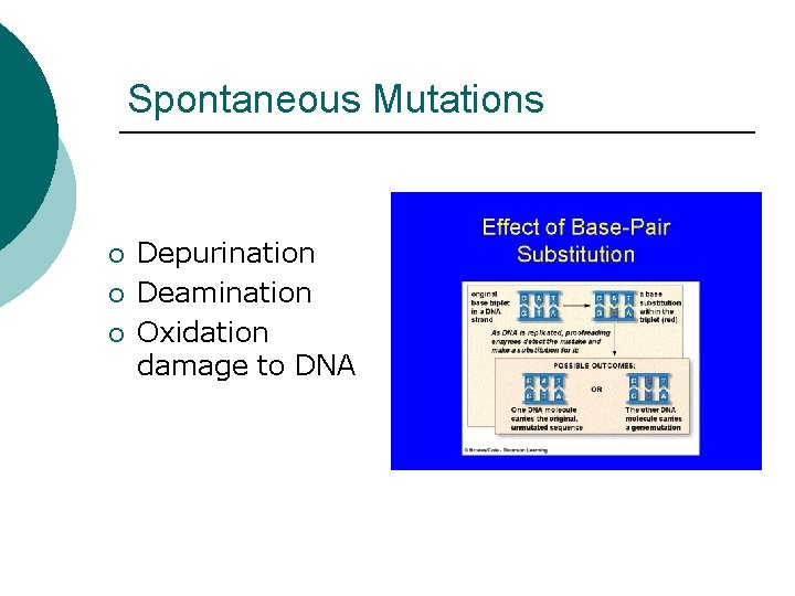 Spontaneous Mutations ¡ ¡ ¡ Depurination Deamination Oxidation damage to DNA 