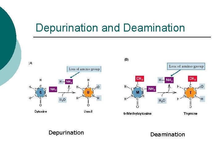 Depurination and Deamination Depurination Deamination 