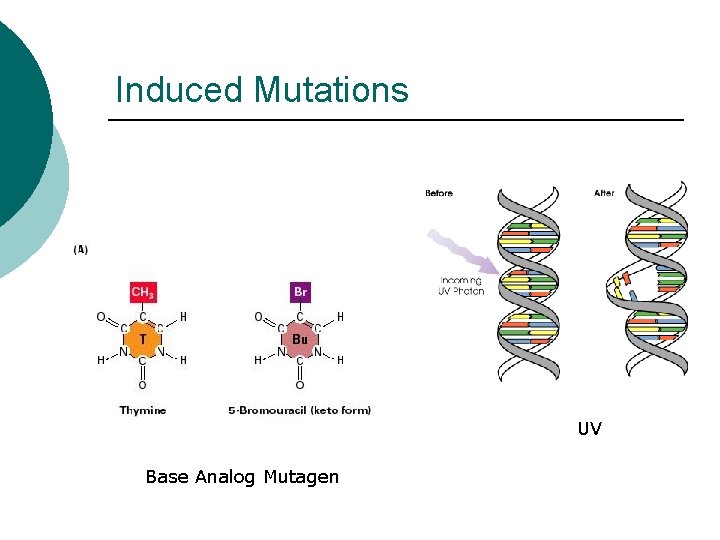 Induced Mutations UV Base Analog Mutagen 