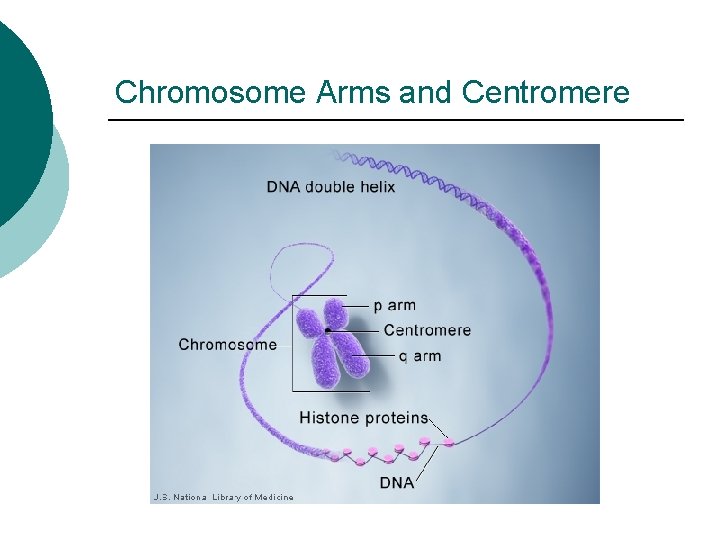 Chromosome Arms and Centromere 