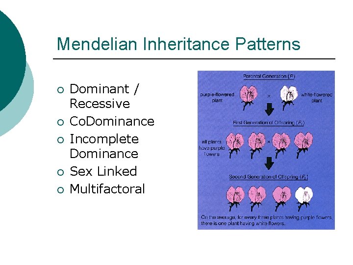 Mendelian Inheritance Patterns ¡ ¡ ¡ Dominant / Recessive Co. Dominance Incomplete Dominance Sex