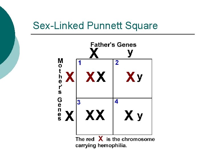 Sex-Linked Punnett Square 