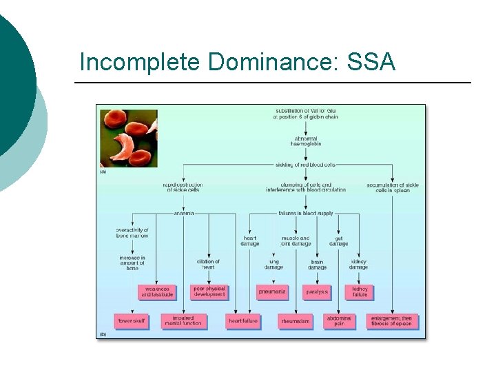 Incomplete Dominance: SSA 