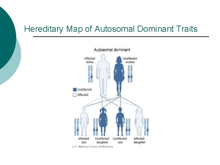 Hereditary Map of Autosomal Dominant Traits 
