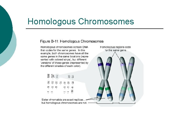 Homologous Chromosomes 