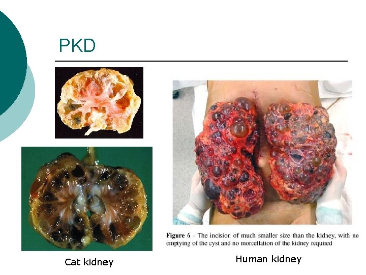PKD Cat kidney Human kidney 