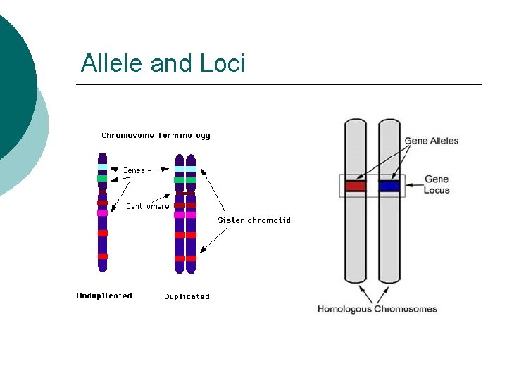 Allele and Loci 