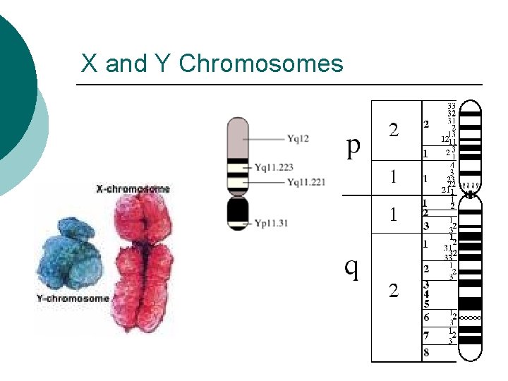 X and Y Chromosomes 