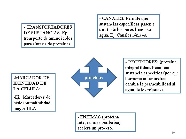 - TRANSPORTADORES DE SUSTANCIAS. Ej: transporte de aminoácidos para síntesis de proteínas. -MARCADOR DE