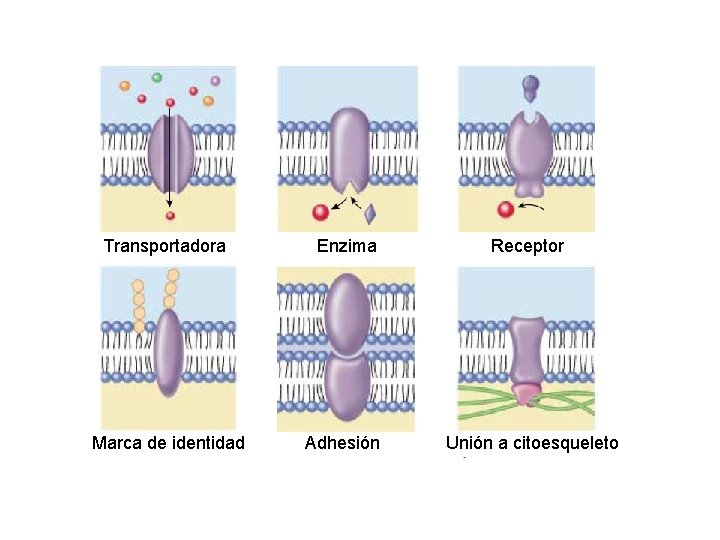 Transportadora Enzima Receptor Marca de identidad Adhesión Unión a citoesqueleto 
