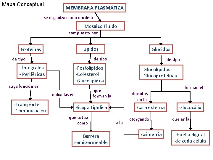 Mapa Conceptual MEMBRANA PLASMÁTICA se organiza como modelo Mosaico Fluido compuesto por Lípidos Proteínas