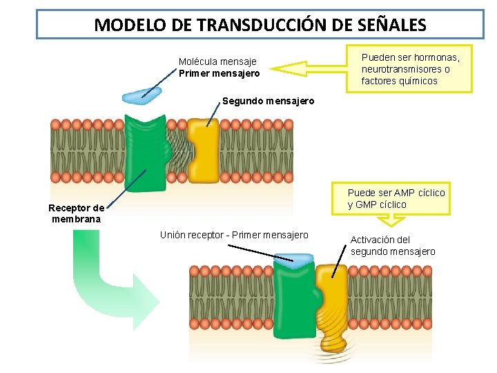 MODELO DE TRANSDUCCIÓN DE SEÑALES Molécula mensaje Primer mensajero Pueden ser hormonas, neurotransmisores o
