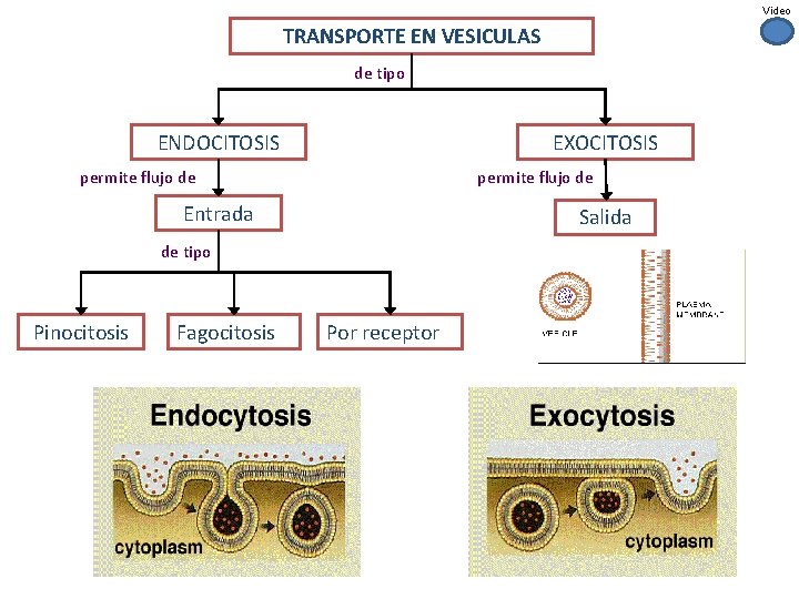 Video TRANSPORTE EN VESICULAS de tipo ENDOCITOSIS EXOCITOSIS permite flujo de Entrada Salida de