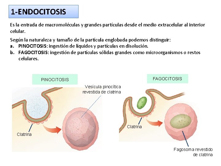 1 -ENDOCITOSIS Es la entrada de macromoléculas y grandes partículas desde el medio extracelular