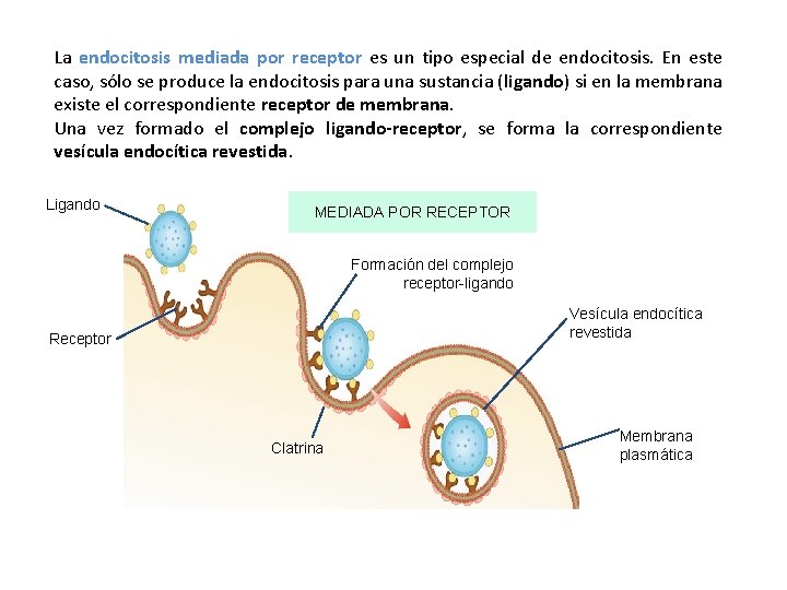 La endocitosis mediada por receptor es un tipo especial de endocitosis. En este caso,