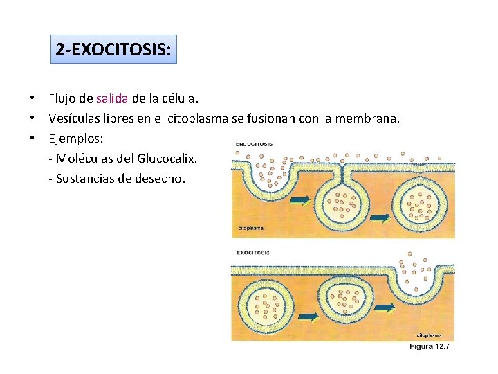 2 -EXOCITOSIS: • Flujo de salida de la célula. • Vesículas libres en el