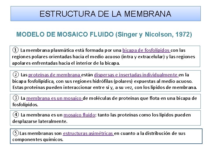 ESTRUCTURA DE LA MEMBRANA MODELO DE MOSAICO FLUIDO (Singer y Nicolson, 1972) ① La