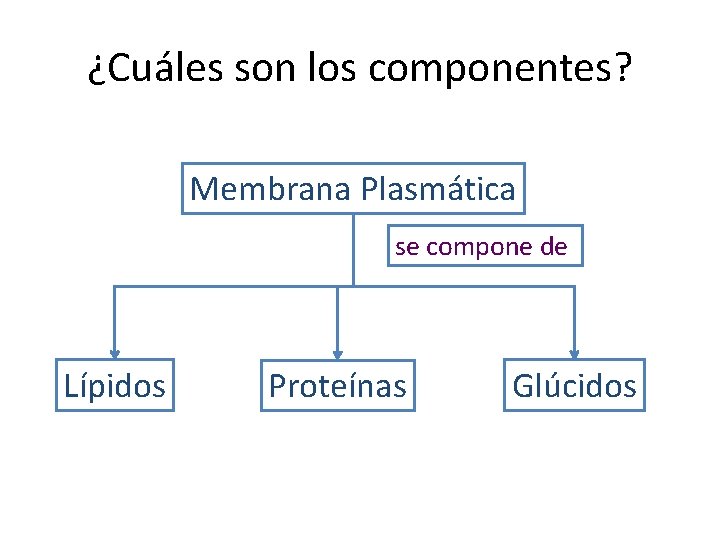 ¿Cuáles son los componentes? Membrana Plasmática se compone de Lípidos Proteínas Glúcidos 