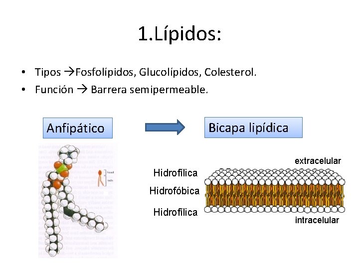 1. Lípidos: • Tipos Fosfolípidos, Glucolípidos, Colesterol. • Función Barrera semipermeable. Bicapa lipídica Anfipático