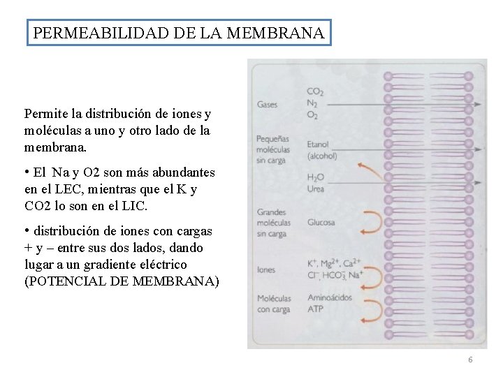 PERMEABILIDAD DE LA MEMBRANA Permite la distribución de iones y moléculas a uno y