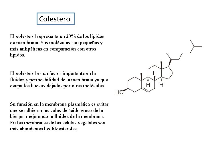 Colesterol El colesterol representa un 23% de los lípidos de membrana. Sus moléculas son