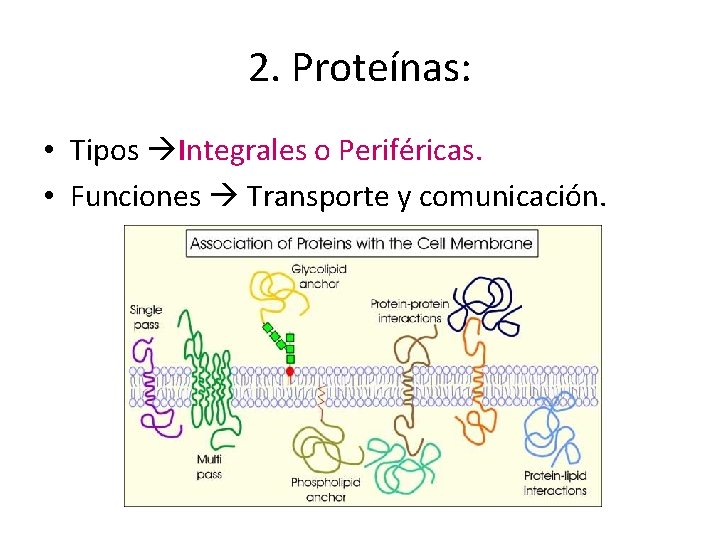 2. Proteínas: • Tipos Integrales o Periféricas. • Funciones Transporte y comunicación. 