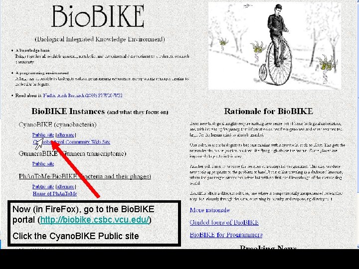 Now (in Fire. Fox), go to the Bio. BIKE portal (http: //biobike. csbc. vcu.