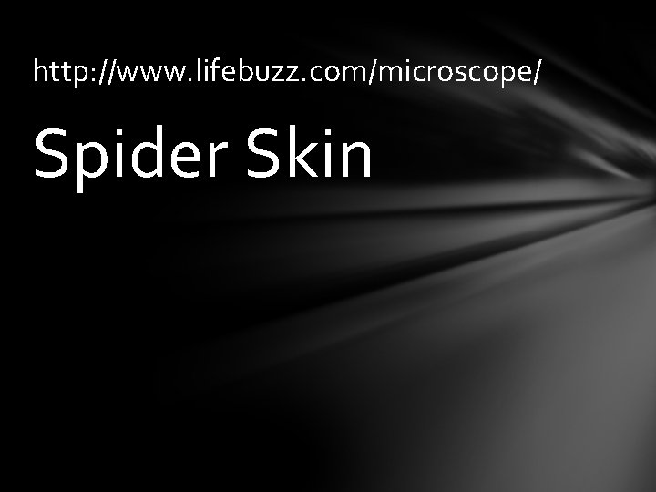 http: //www. lifebuzz. com/microscope/ Spider Skin 