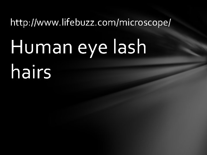 http: //www. lifebuzz. com/microscope/ Human eye lash hairs 