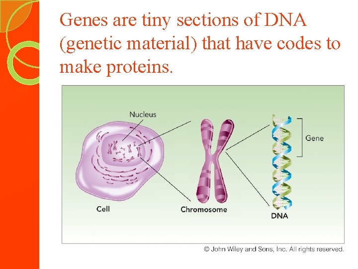 Genes are tiny sections of DNA (genetic material) that have codes to make proteins.