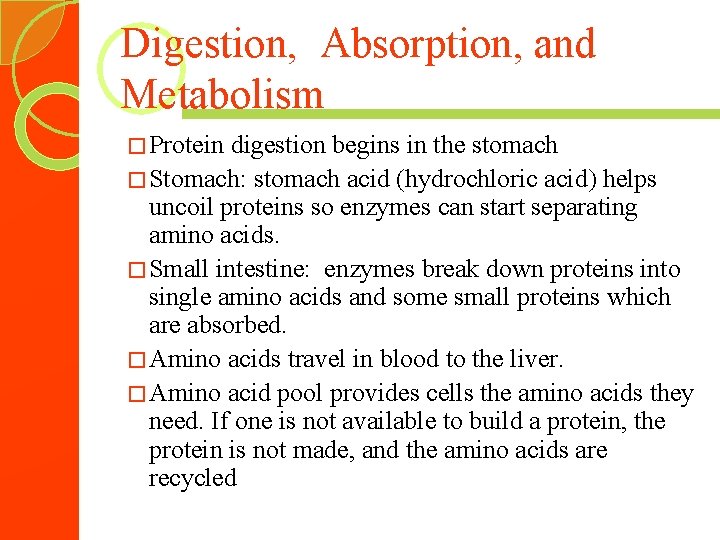 Digestion, Absorption, and Metabolism � Protein digestion begins in the stomach � Stomach: stomach