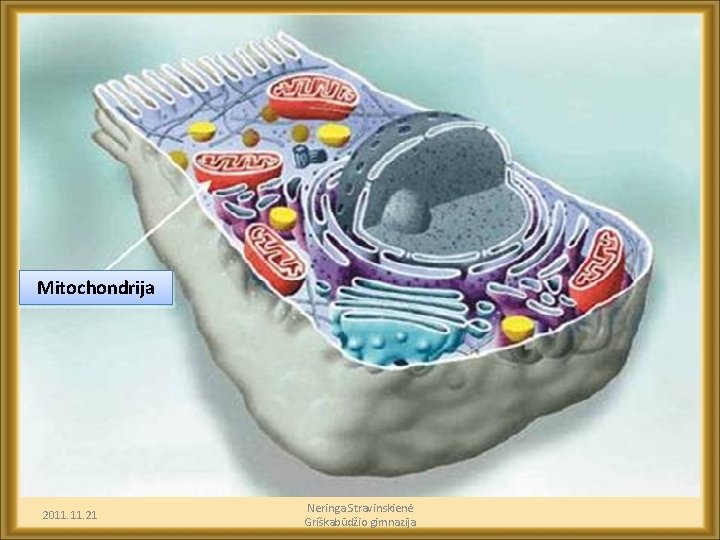 Mitochondrija 2011. 21 Neringa Stravinskienė Griškabūdžio gimnazija 