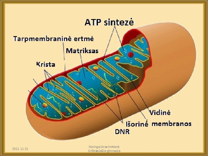 2011. 21 Neringa Stravinskienė Griškabūdžio gimnazija 