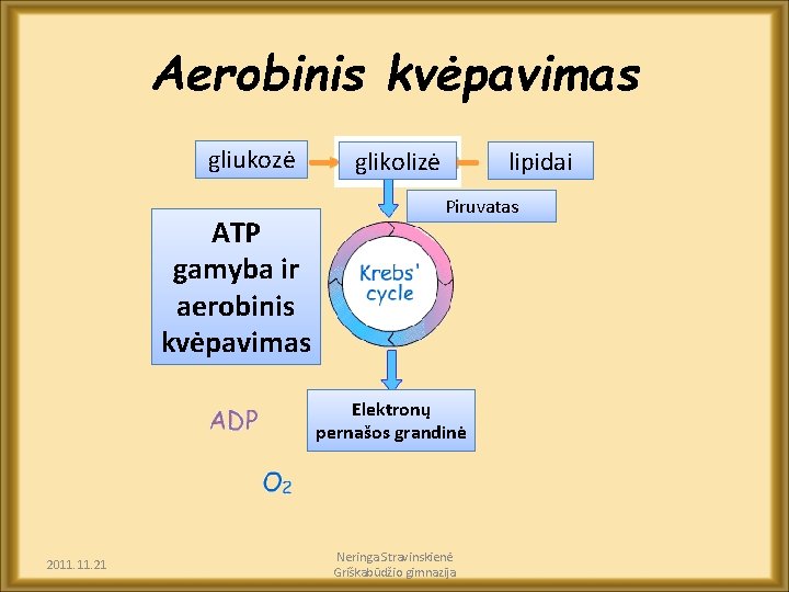 Aerobinis kvėpavimas gliukozė ATP gamyba ir aerobinis kvėpavimas glikolizė lipidai Piruvatas Elektronų pernašos grandinė
