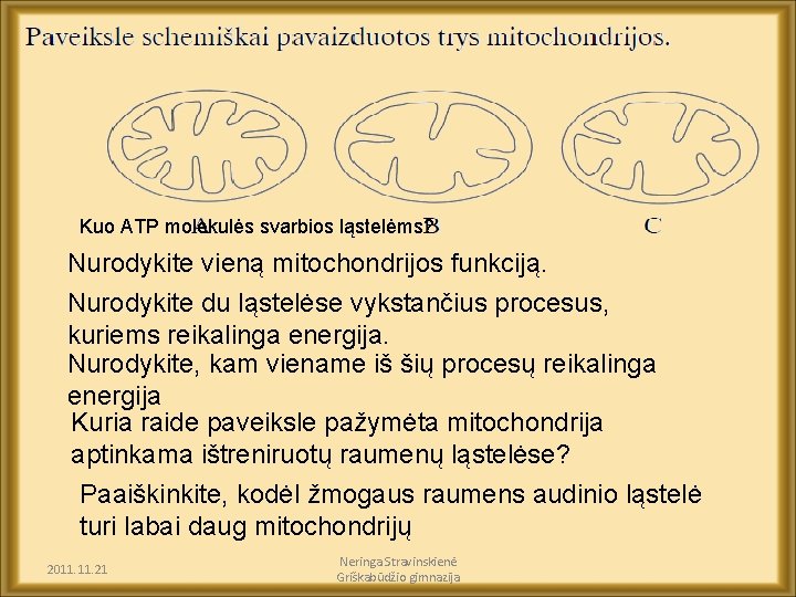 Kuo ATP molekulės svarbios ląstelėms? Nurodykite vieną mitochondrijos funkciją. Nurodykite du ląstelėse vykstančius procesus,