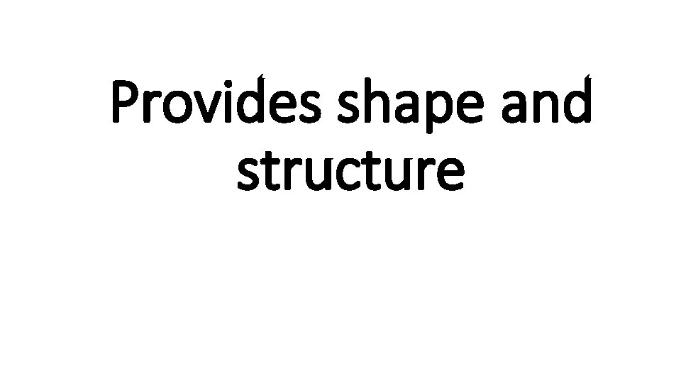 Provides shape and structure 