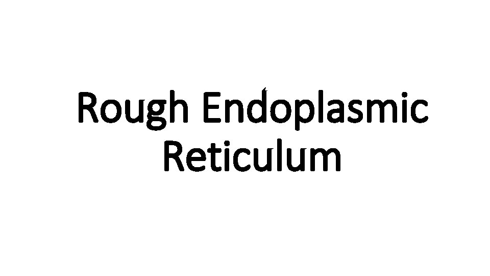 Rough Endoplasmic Reticulum 