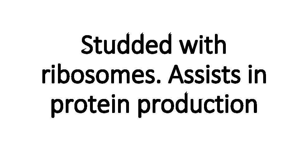 Studded with ribosomes. Assists in protein production 