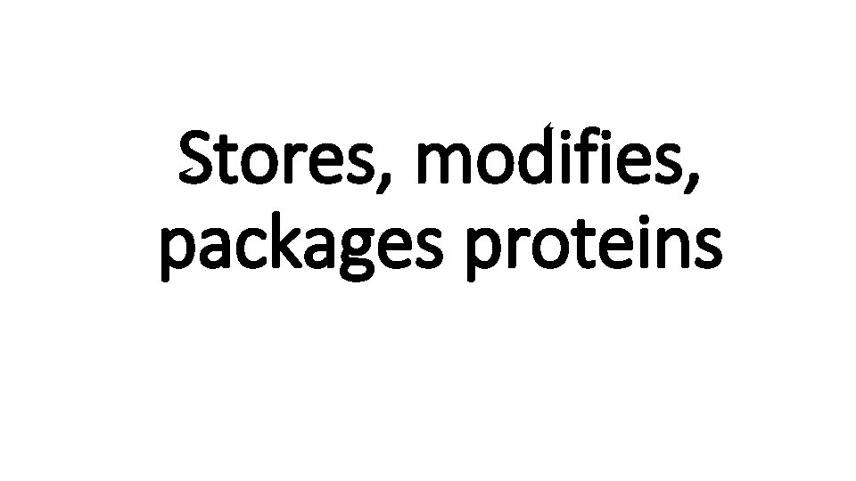 Stores, modifies, packages proteins 